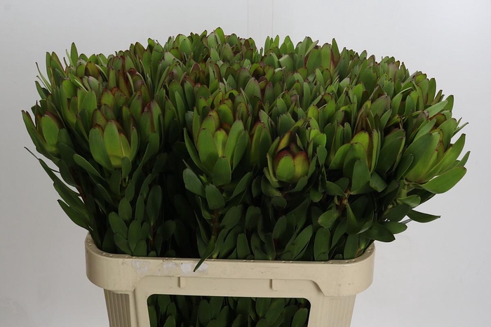 <h4>Leucadendron Goldstrike</h4>