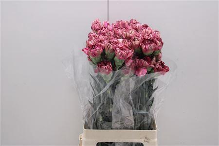 <h4>Di St Viper Wine</h4>