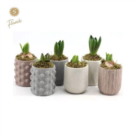 <h4>Hyacinth Mix 1602 Softly 1pp</h4>