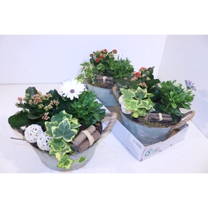 ARR TUINPLANTEN