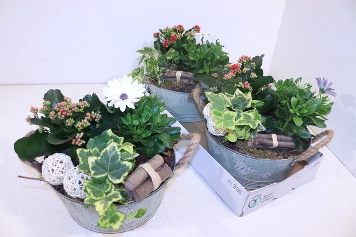 <h4>ARR TUINPLANTEN</h4>