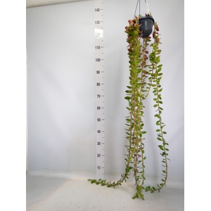 Senecio   ...
