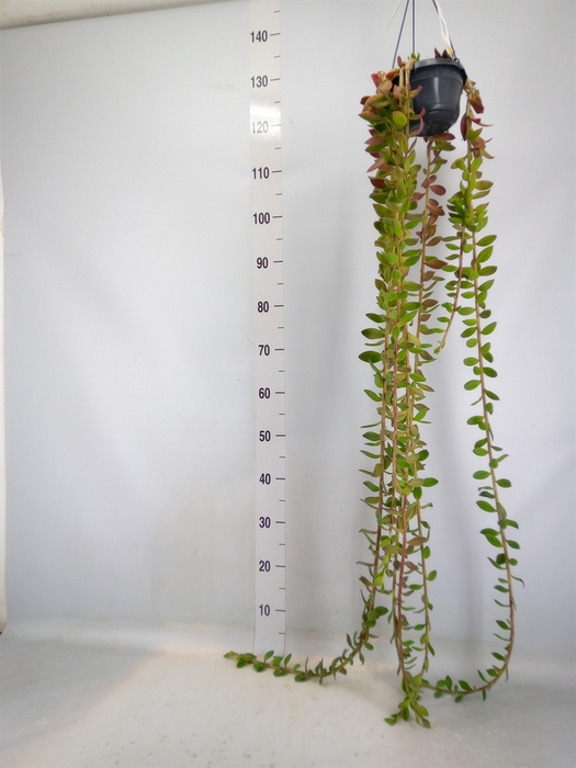 <h4>Senecio   ...</h4>