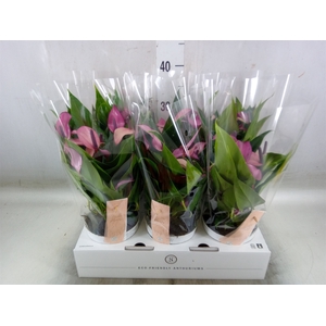 Anthurium  'Zizou'