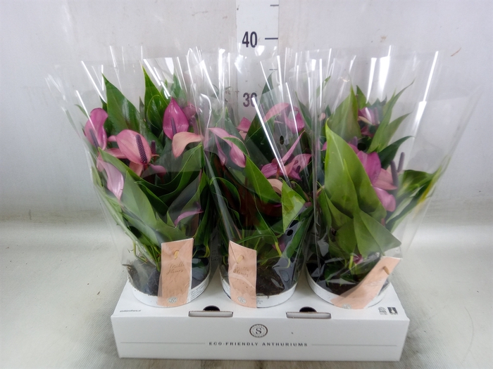 <h4>Anthurium  'Zizou'</h4>
