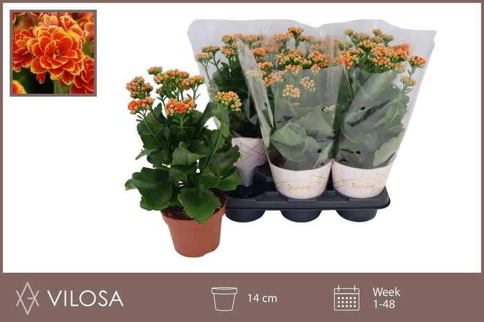 <h4>KAL GE VOLCAN ORANGE</h4>