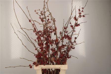 <h4>Hama Diana Red</h4>