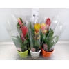 Vriesea   ...mix 6