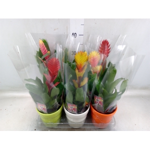 Vriesea   ...mix 6
