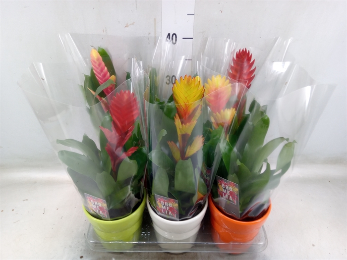 <h4>Vriesea   ...mix 6</h4>