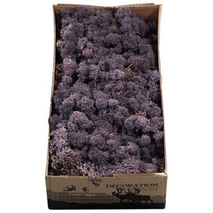 Ijslandmos (reindeer) Aubergine
