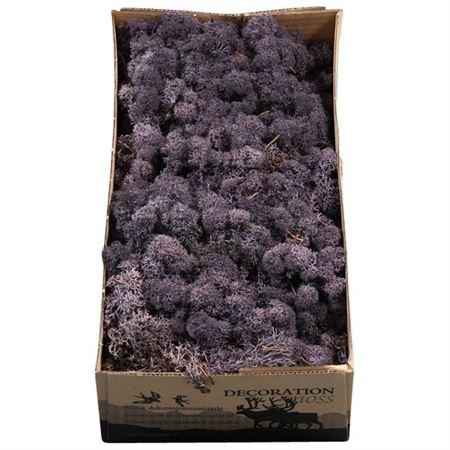 <h4>IJSLANDMOS (REINDEER) AUBERGINE</h4>
