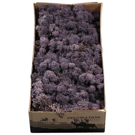 <h4>Ijslandmos (reindeer) Aubergine</h4>