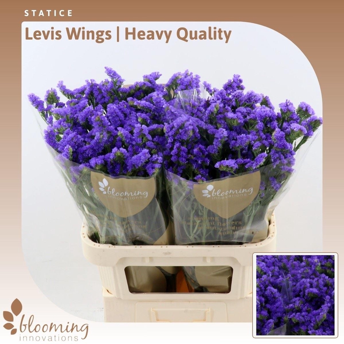<h4>Statice Levis Wings | Heavy Quality</h4>