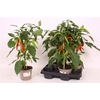 Peper Planten
