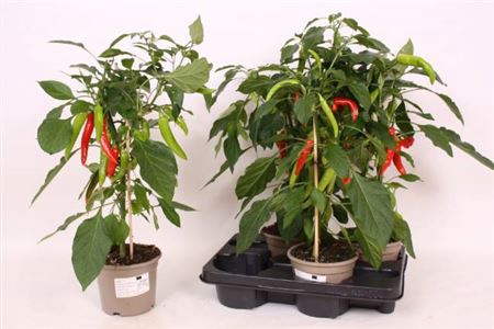 Peper Planten
