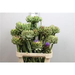 Cynara Groene V Laon