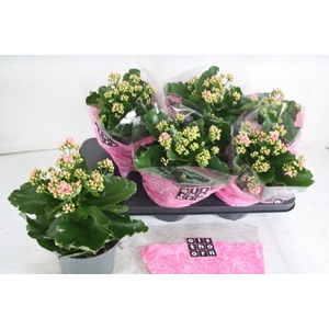 KAL GE PERFECTA BICO