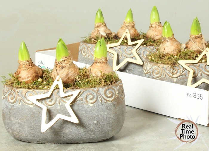 <h4>ARR HYACINTH</h4>