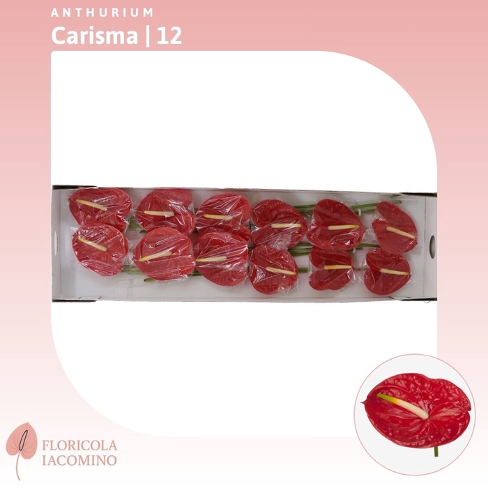 <h4>Anthurium Carisma</h4>