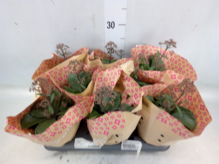 <h4>Kalanchoe  'WildFlow Surp Canyon'</h4>