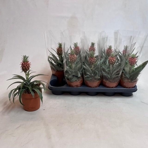 ANANAS ROSITA