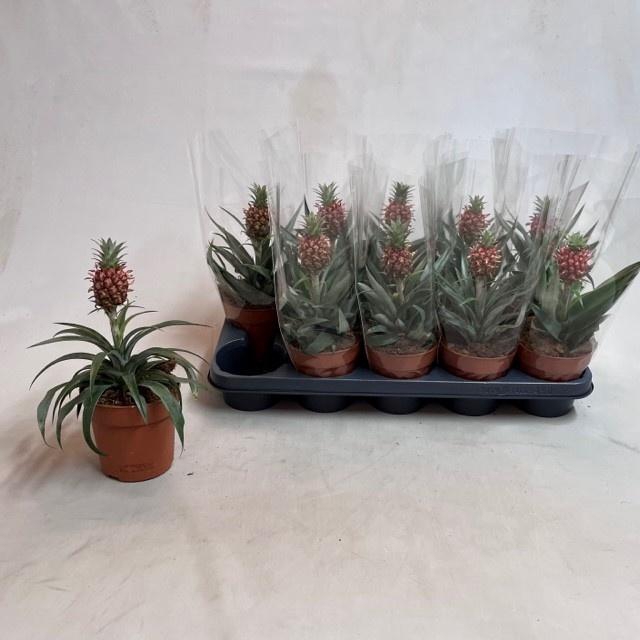 <h4>ANANAS ROSITA</h4>