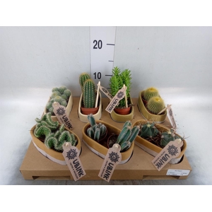 Cactus ...mix