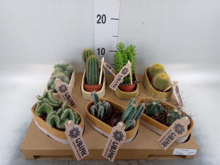 <h4>Cactus   ...mix</h4>
