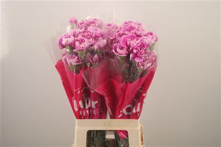 <h4>Di St Yukari Dark</h4>