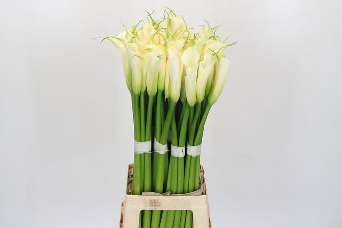 <h4>Zantedeschia Eydolls White</h4>