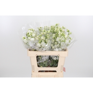 Delphinium El Cen White