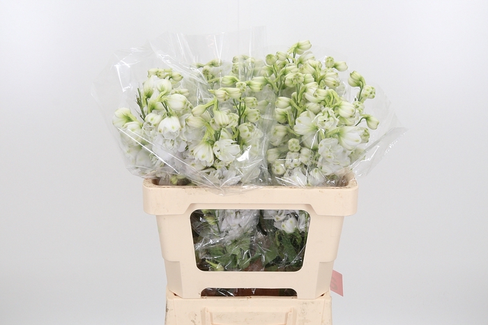 <h4>Delphinium El Cen White</h4>