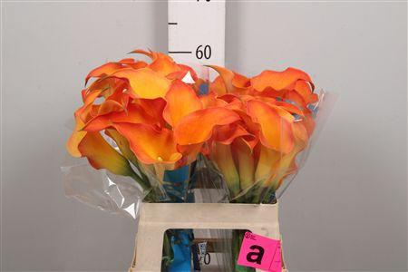 <h4>Zant Capt Serengeti</h4>