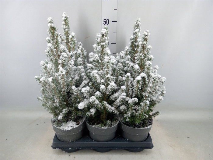 <h4>Picea glauca 'Conica'</h4>