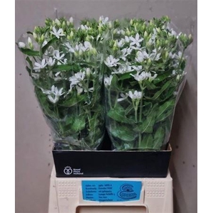 Oxy Co Alba