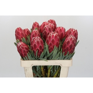 Protea Venus