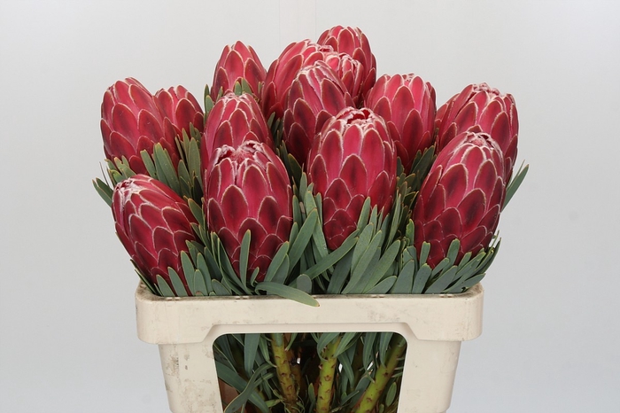 Protea Venus
