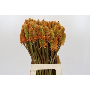 Kniphofia Eycone Peach