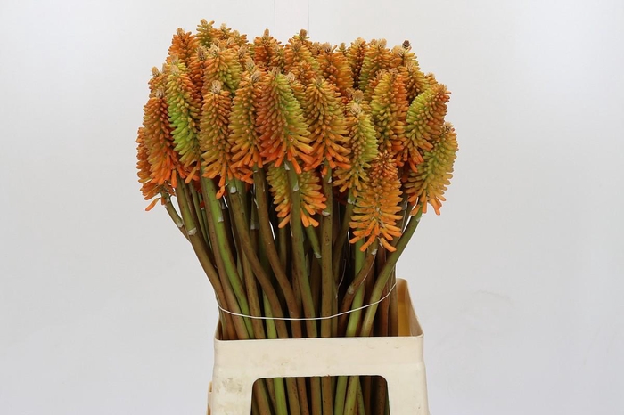 <h4>Kniphofia Eycone Peach</h4>