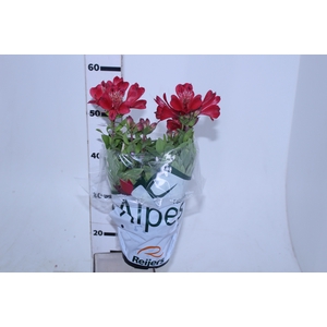 ALSTROEMERIA VERMELHA P15