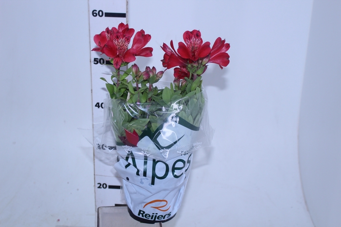 ALSTROEMERIA VERMELHA P15