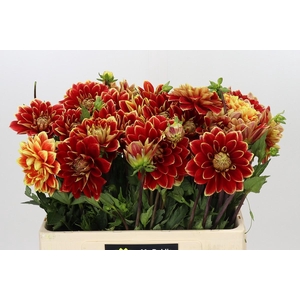 Dahlia Dutch Carnaval