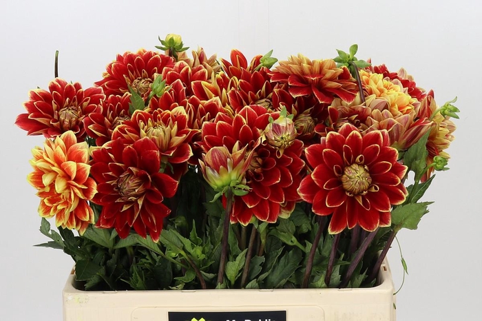 <h4>Dahlia Dutch Carnaval</h4>