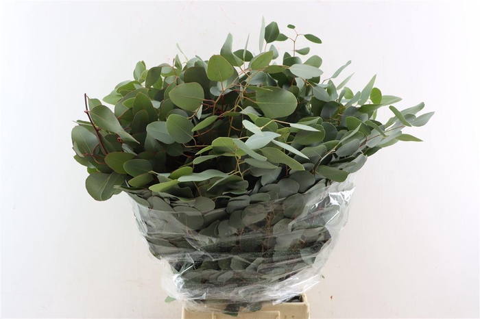<h4>Euca Populus 300gr P Bunch</h4>