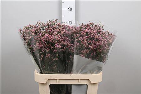 <h4>Lim Sin Blush Diamond</h4>