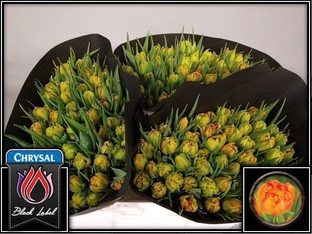 <h4>TU DU MONTE ORANGE</h4>