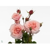 Rosa Spray Garden Sweet Antike