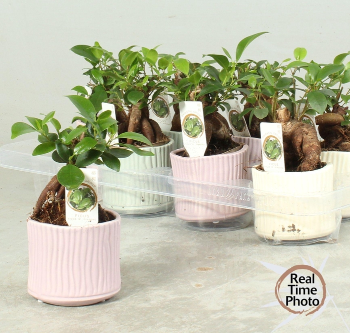 <h4>FIC MI GINSENG</h4>