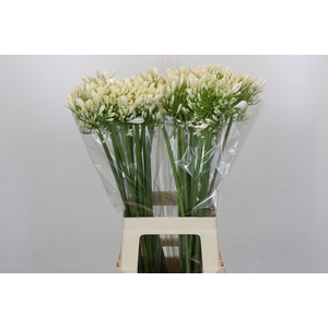 Agapanthus White Heaven